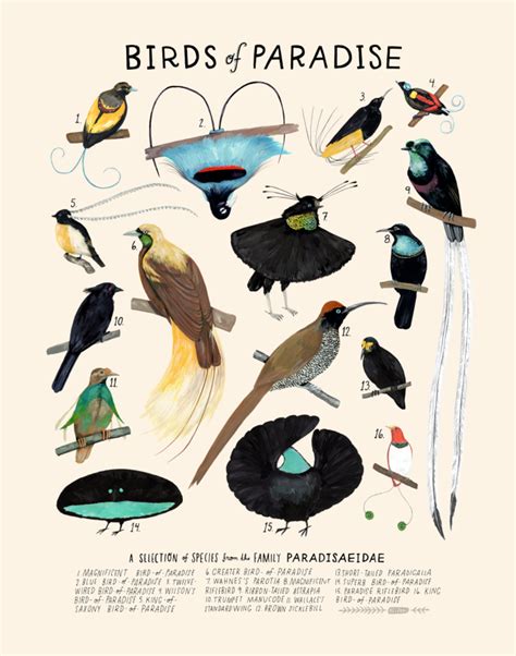 birds of paradise fmovie|paradisebirds katrin.